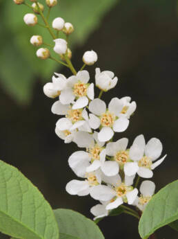 Hegg (Prunus padus)