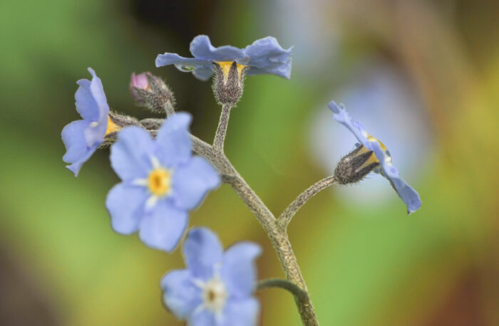 Åkerforglemmegei (Myosotis arvensis)