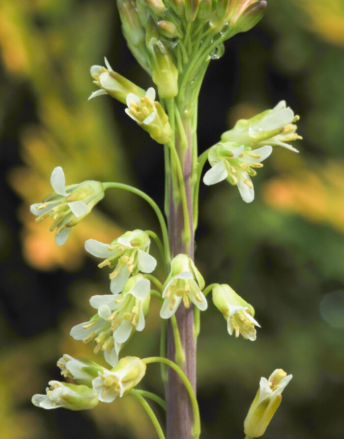 Tårnurt (Turritis glabra)