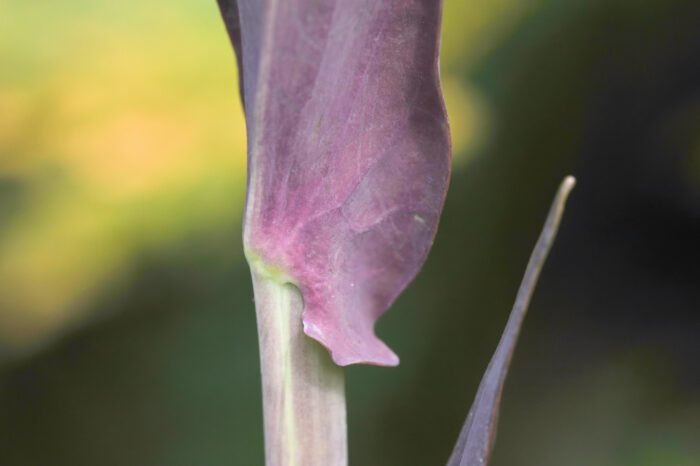 Tårnurt (Turritis glabra)