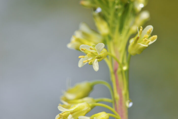 Tårnurt (Turritis glabra)