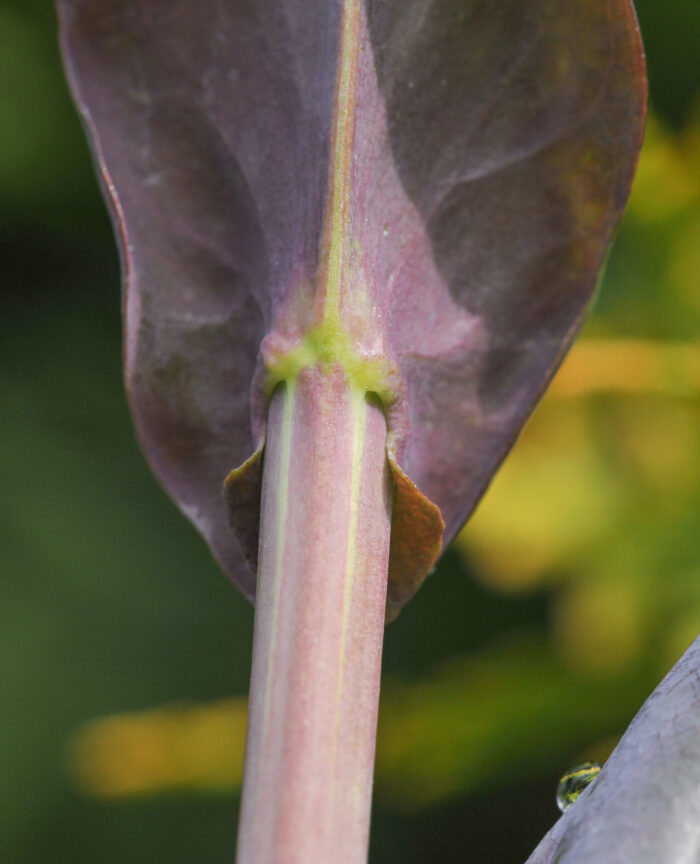 Tårnurt (Turritis glabra)