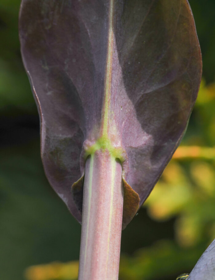 Tårnurt (Turritis glabra)