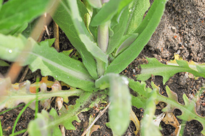 Tårnurt (Turritis glabra)