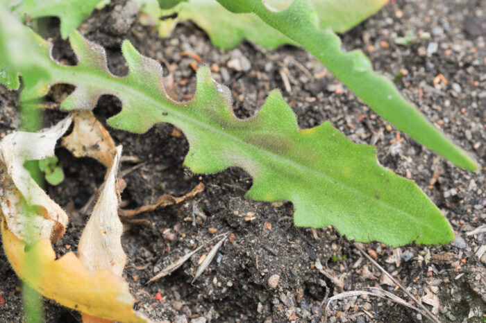 Tårnurt (Turritis glabra)