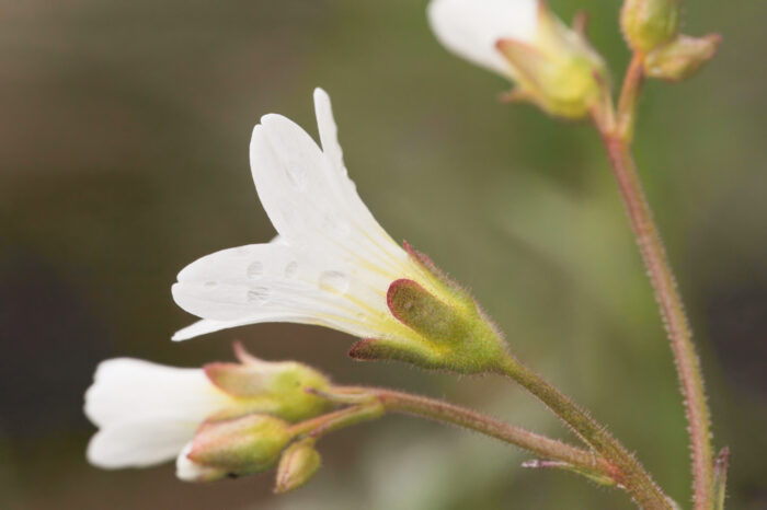 Nyresildre (Saxifraga granulata)