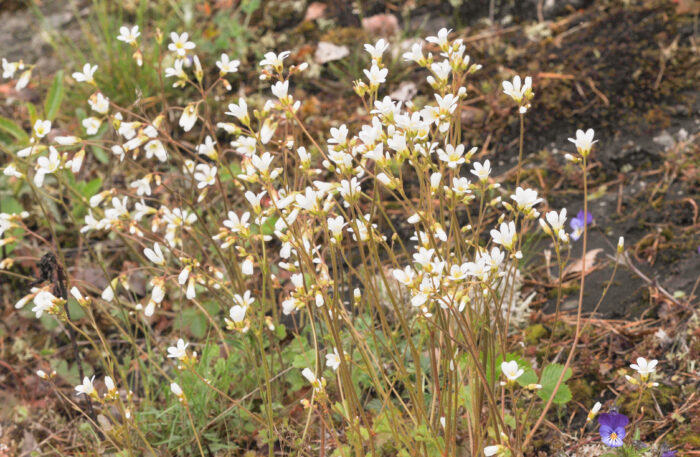 Nyresildre (Saxifraga granulata)