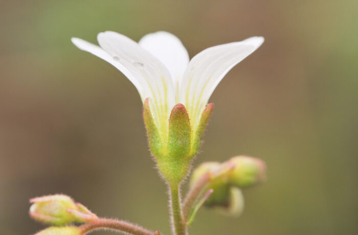 Nyresildre (Saxifraga granulata)