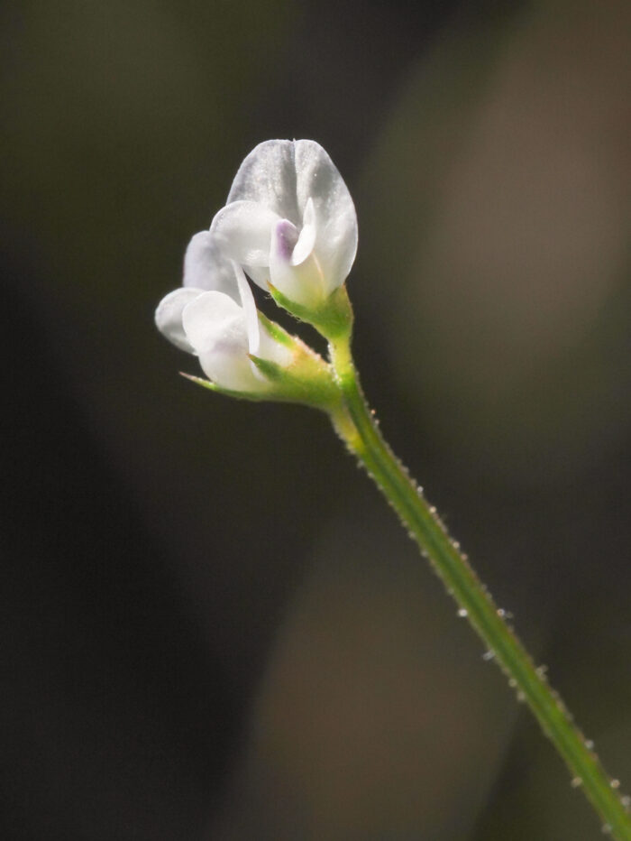 Tofrøvikke (Vicia hirsuta)