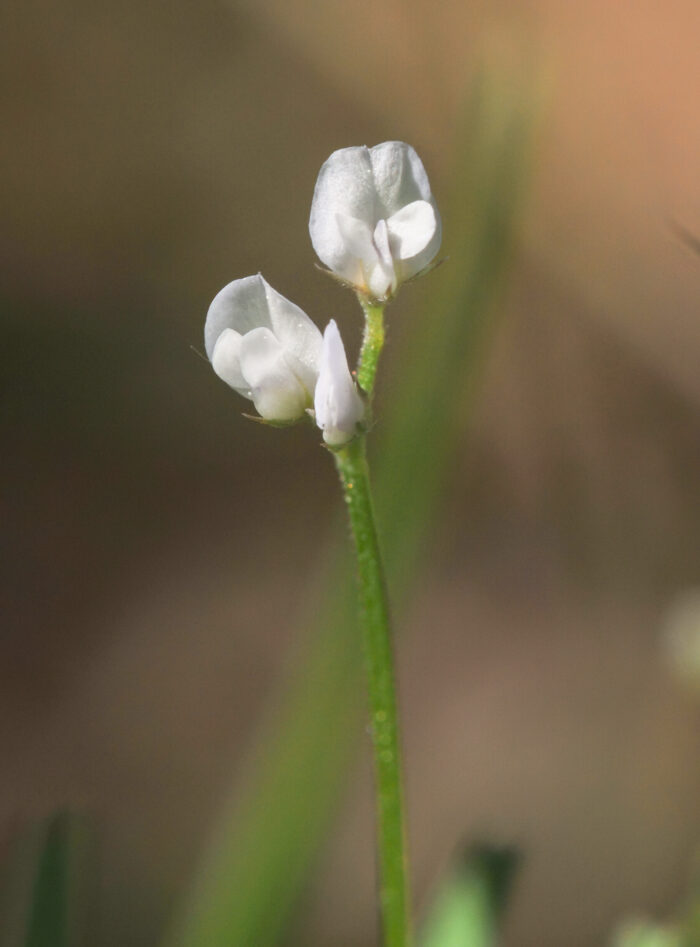 Tofrøvikke (Vicia hirsuta)