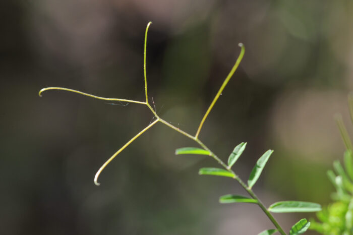 Tofrøvikke (Vicia hirsuta)