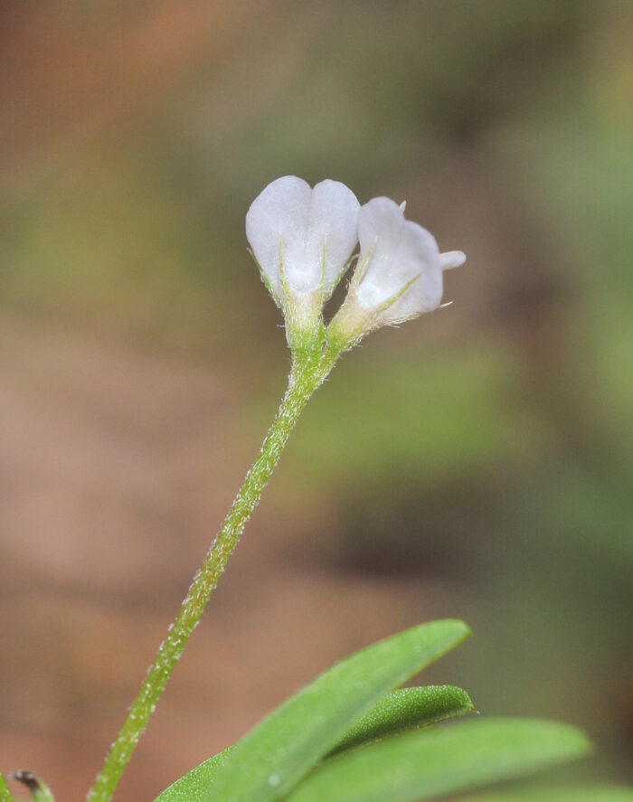 Tofrøvikke (Vicia hirsuta)