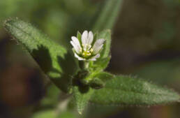 Vanlig arve (Cerastium fontanum ssp. vulgare)