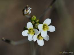 Vårskrinneblom (Arabidopsis thaliana)