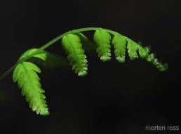 Fugletelg (Gymnocarpium dryopteris)