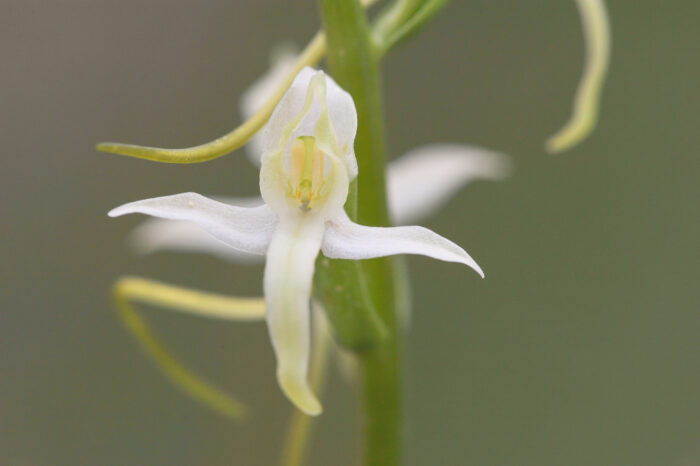 Nattfiol (Platanthera bifolia)