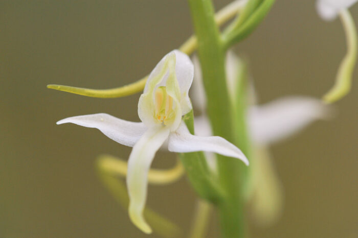 Nattfiol (Platanthera bifolia)