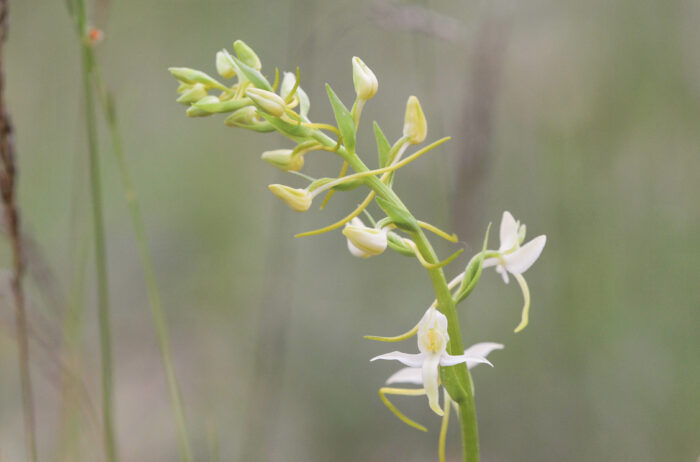 Nattfiol (Platanthera bifolia)