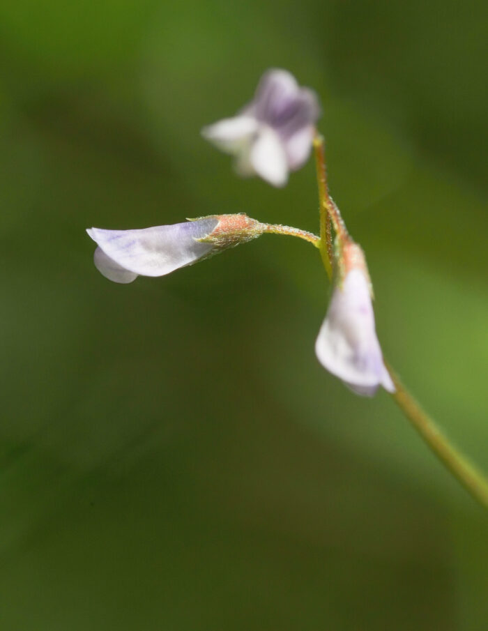 Firfrøvikke (Vicia tetrasperma)