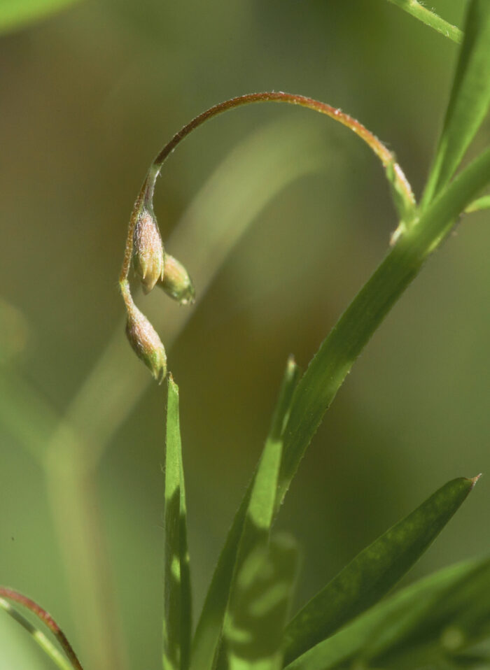 Firfrøvikke (Vicia tetrasperma)