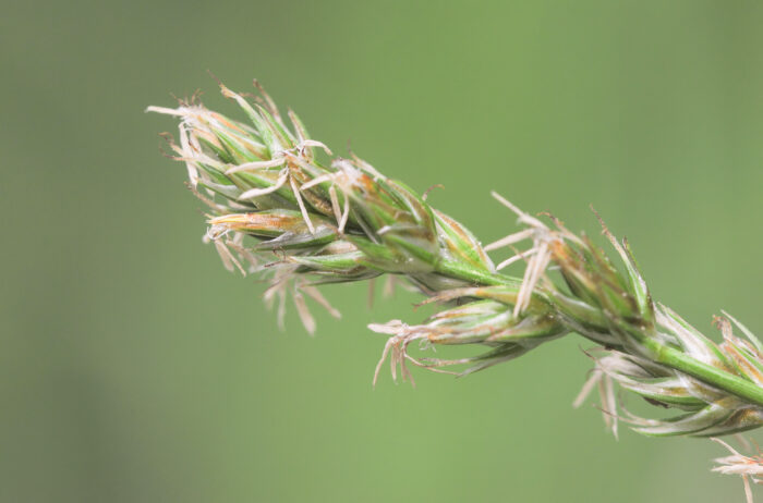 Langstarr (Carex elongata)