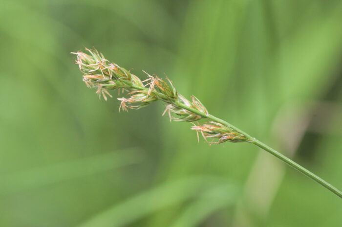 Langstarr (Carex elongata)