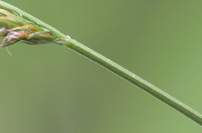 Langstarr (Carex elongata)