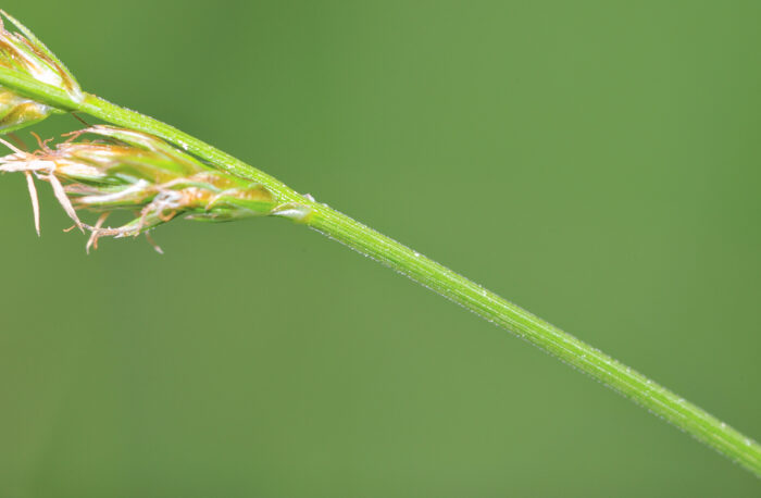 Langstarr (Carex elongata)