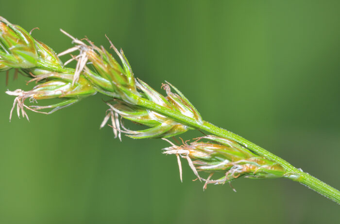 Langstarr (Carex elongata)