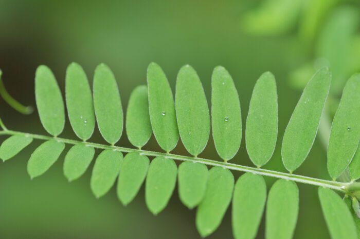 Fuglevikke (Vicia cracca)