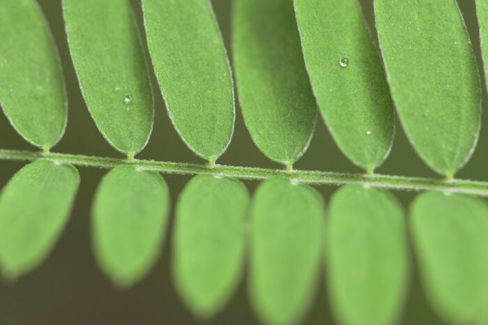 Fuglevikke (Vicia cracca)