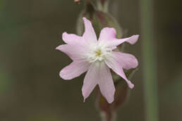 Rød jonsokblom (Silene dioica) x spp. alba