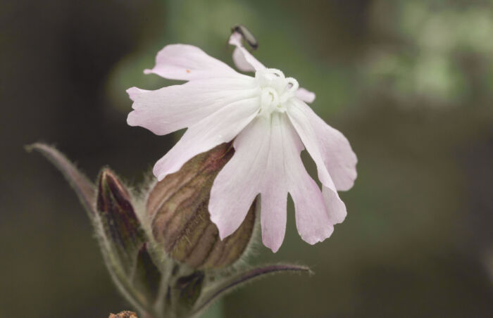 Rød jonsokblom (Silene dioica) x spp. alba