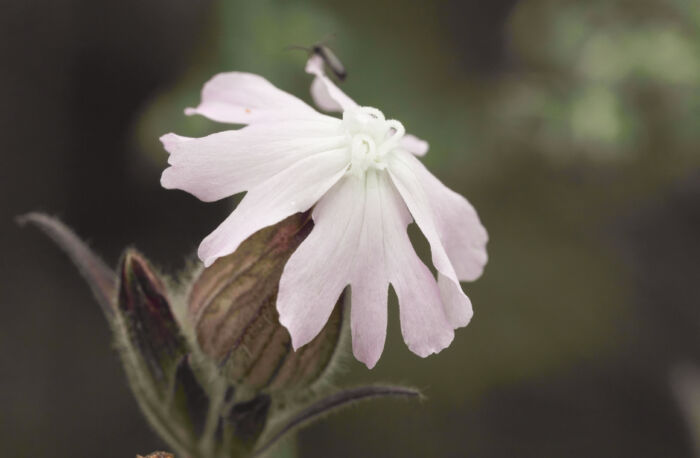 Rød jonsokblom (Silene dioica) x spp. alba