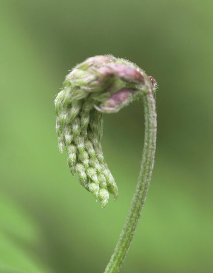 Fuglevikke (Vicia cracca)