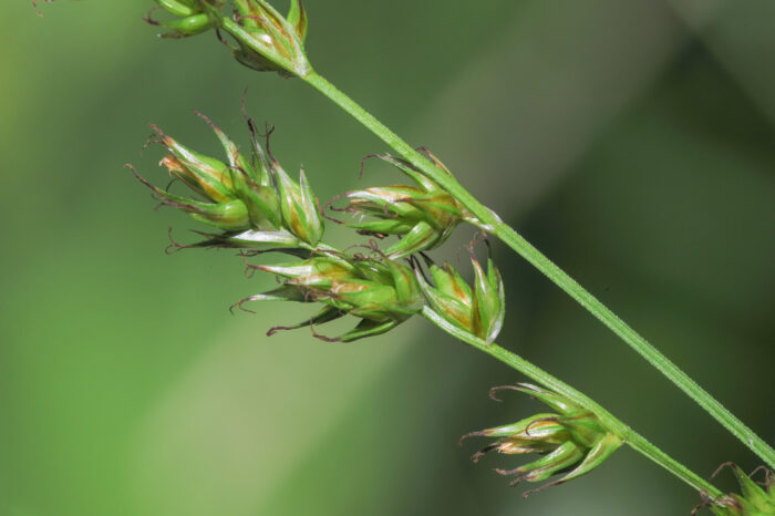 Langstarr (Carex elongata)