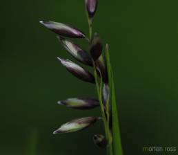 Hengeaks (Melica nutans)