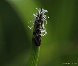 Sumpsivaks (Eleocharis palustris)