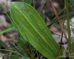 Nattfiol (Platanthera bifolia)