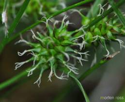 Grønnstarr (Carex demissa)