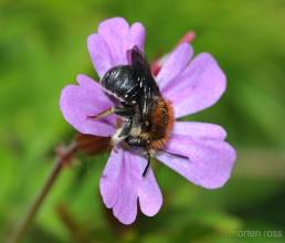 Ullbie (Anthidium punctatum)