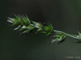 Langstarr (Carex elongata)