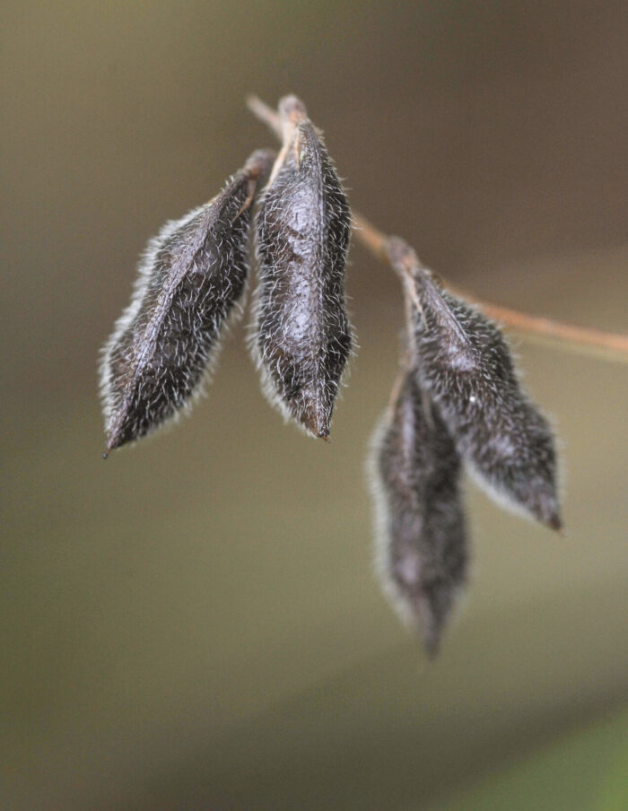 Tofrøvikke (Vicia hirsuta)