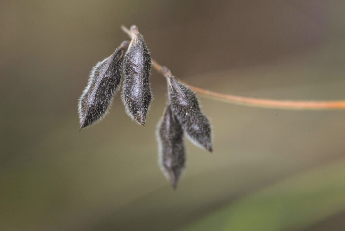 Tofrøvikke (Vicia hirsuta)