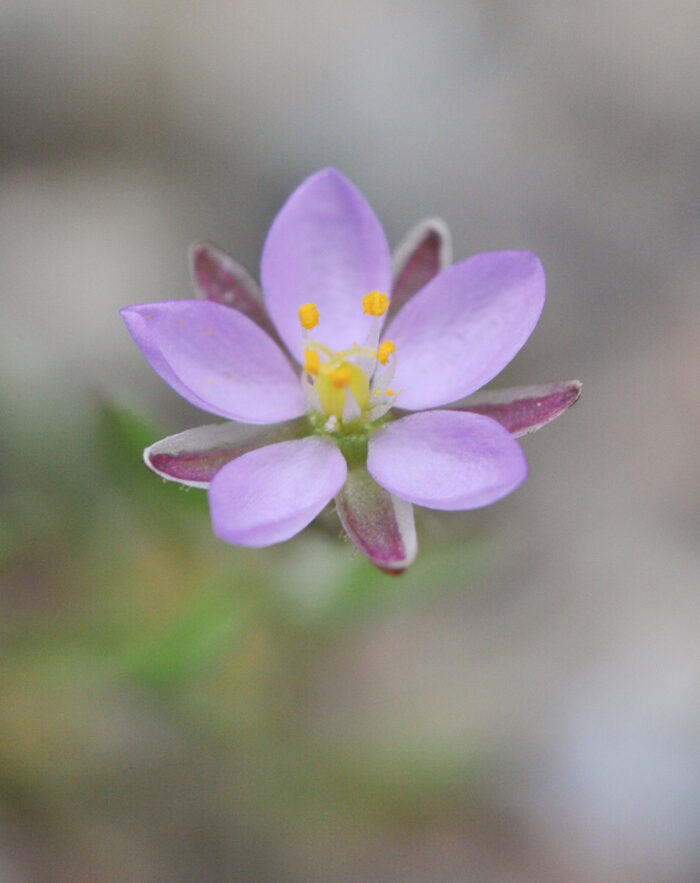 Tunbendel (Spergularia rubra)