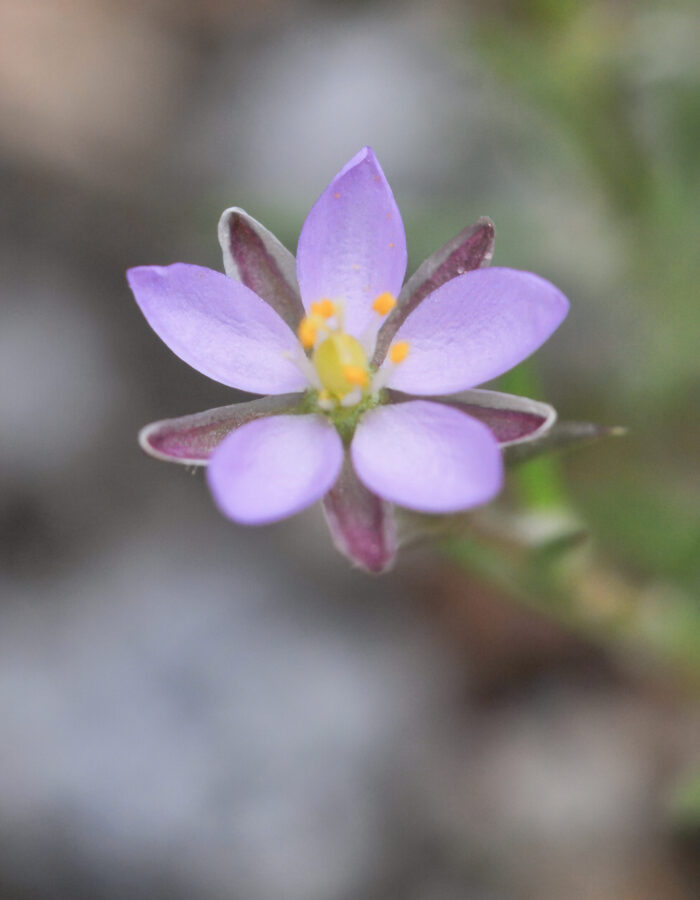 Tunbendel (Spergularia rubra)