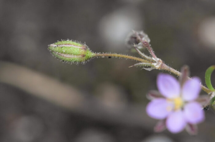 Tunbendel (Spergularia rubra)