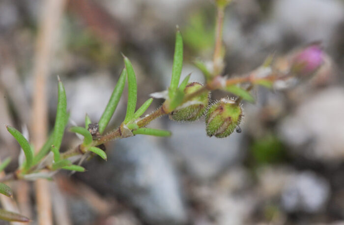 Tunbendel (Spergularia rubra)