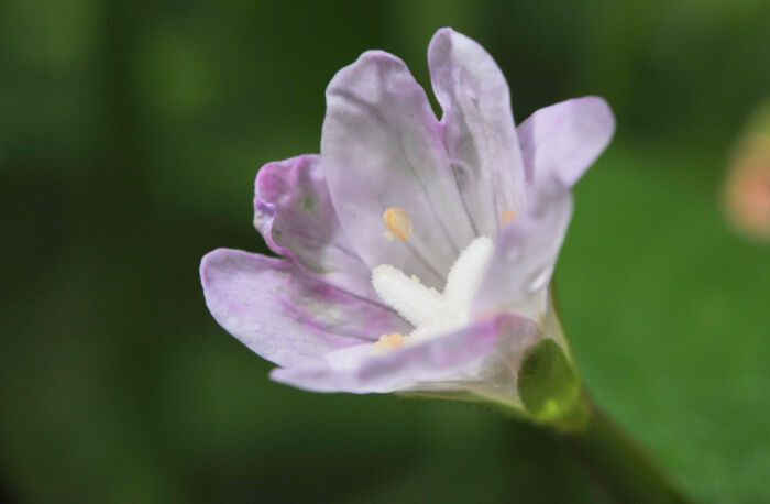 Krattmjølke (Epilobium montanum)