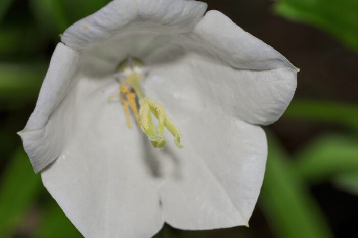 Fagerklokke (Campanula persicifolia)